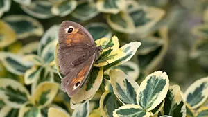 Motyl - Przestrojnik Wielki