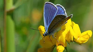 Motyl - Modraszek Adonis