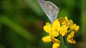 Motyl - Modraszek Adonis