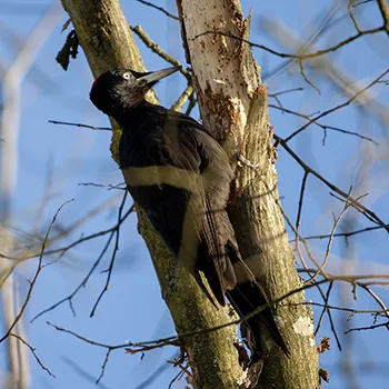 Dzięcioł czarny