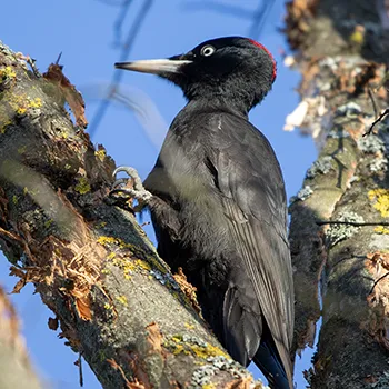 Dzięcioł czarny