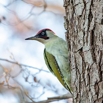 Dzięcioł zielony