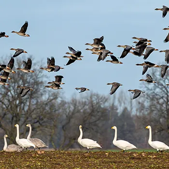 Łabędź Krzykliwy w towarzystwie Gęś Mała i Gęś tundrowa
