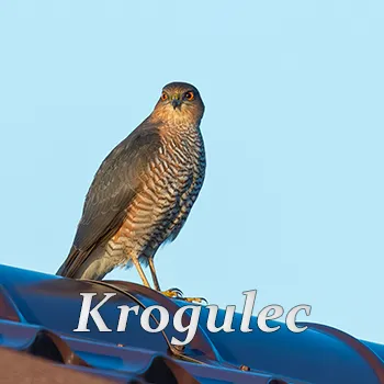 Krogulec