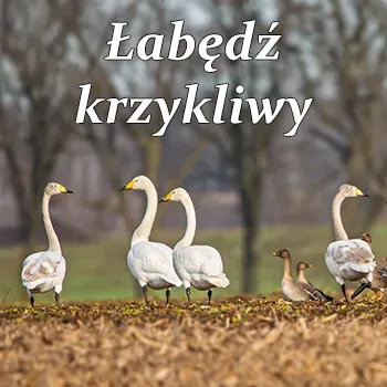 Łabędź krzykliwy
