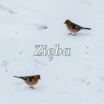 Zięba