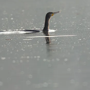 Kormoran