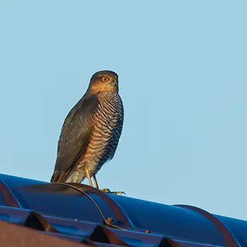 Krogulec zwyczajny, krogulec, Jastrząb wróblarz - Accipiter nisus