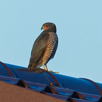 Krogulec zwyczajny, krogulec, Jastrząb wróblarz - Accipiter nisus