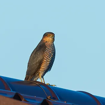 Krogulec zwyczajny, krogulec, Jastrząb wróblarz - Accipiter nisus