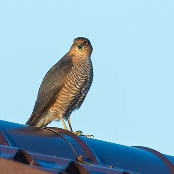 Krogulec zwyczajny, krogulec, Jastrząb wróblarz - Accipiter nisus