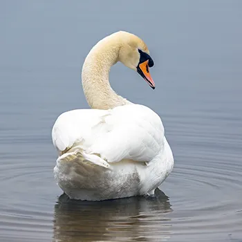 Łabędź niemy