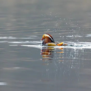 Mandarynka - Aix galericulata