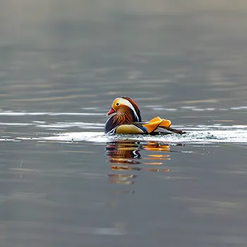 Mandarynka - Aix galericulata