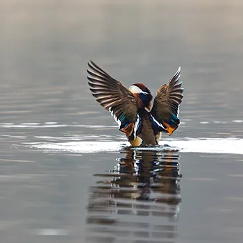 Mandarynka - Aix galericulata