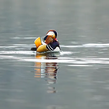 Mandarynka - Aix galericulata