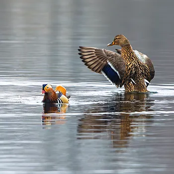 Mandarynka - Aix galericulata