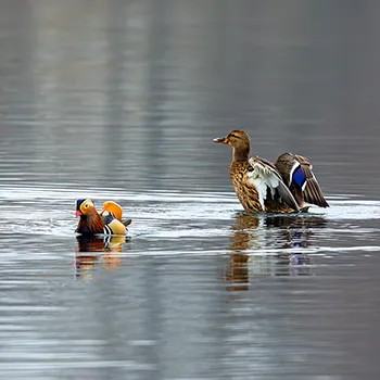 Mandarynka - Aix galericulata