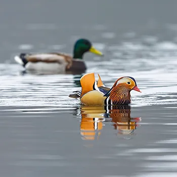 Mandarynka - Aix galericulata