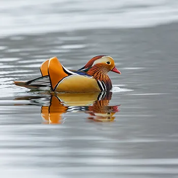 Mandarynka - Aix galericulata