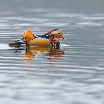 Mandarynka - Aix galericulata