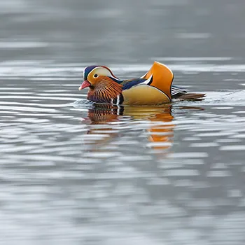 Mandarynka - Aix galericulata