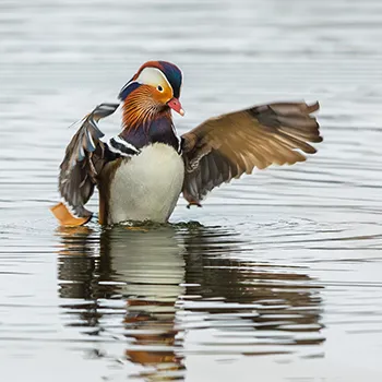 Mandarynka - Aix galericulata