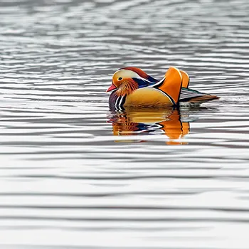 Mandarynka - Aix galericulata