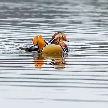 Mandarynka - Aix galericulata