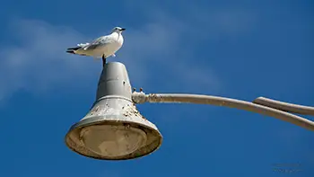 Silver gull - Western Australia