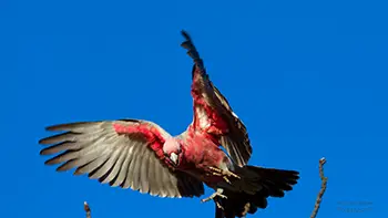 Cockatoo - Western Australia