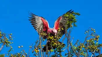Cockatoo - Western Australia
