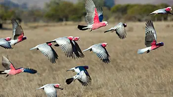 Cockatoo - Western Australia