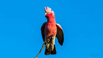 Cockatoo - Western Australia