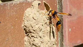 Orange Potter Wasp