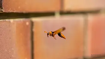Orange Potter Wasp