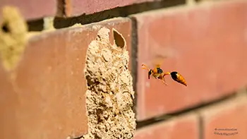 Orange Potter Wasp