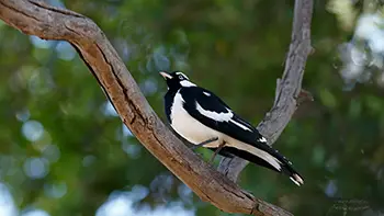 Magpie-Lark - Western Australia