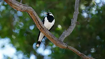 Magpie-Lark - Western Australia