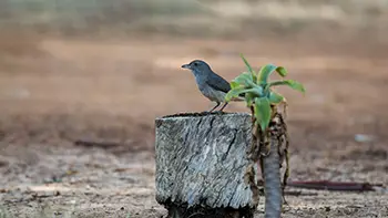 Grey Shrike-thrush - Western Australia
