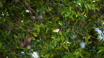 White-plumed Honeyeater - Western Australia