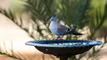 Crested pigeon - Western Australia