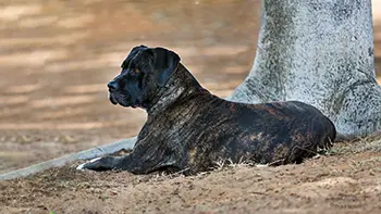 Bandog