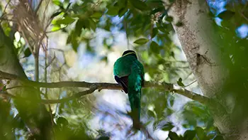 Australian ringneck - Western Australia