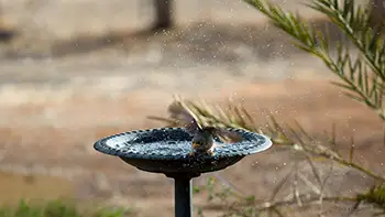 Noisy miner - Western Australia