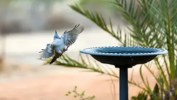 Crested pigeon - Western Australia