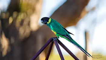 Australian ringneck - Western Australia
