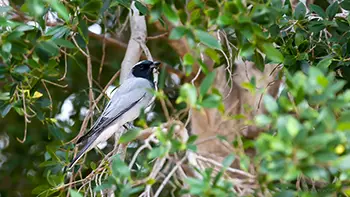 Black-faced Cuckoo-shrike - Western Australia