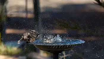 White-browed Babbler - Western Australia