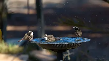 White-browed Babbler - Western Australia